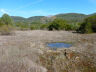 Large Meadow. Rare Vernal Pool.